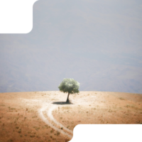 Single tree on mountain