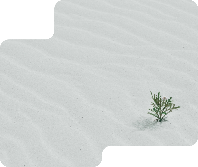 A grass growing in sand