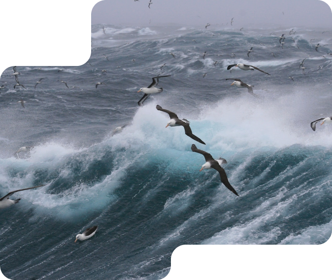 Big waves with birds flying on top