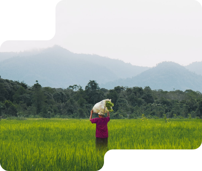 An old women carrying plant in a field